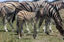 Zebra, Etosha Park